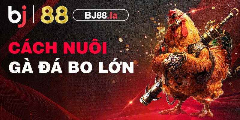 Hướng dẫn 5 cách nuôi gà đá bo lớn có thân hình chuẩn 