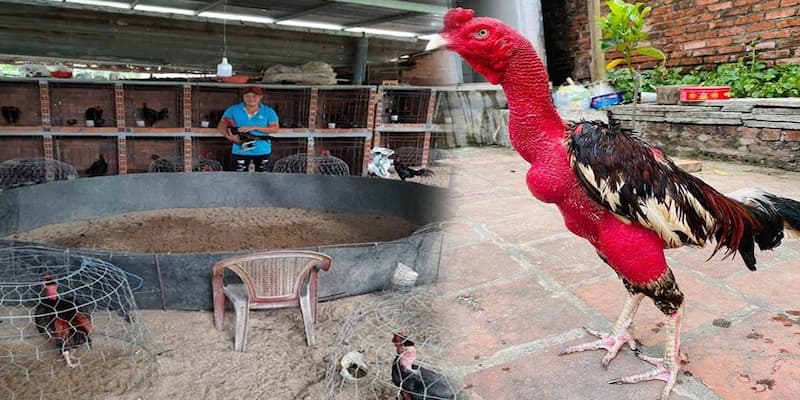 Cách nuôi gà đá và các chế độ chăm sóc chi tiết nhất