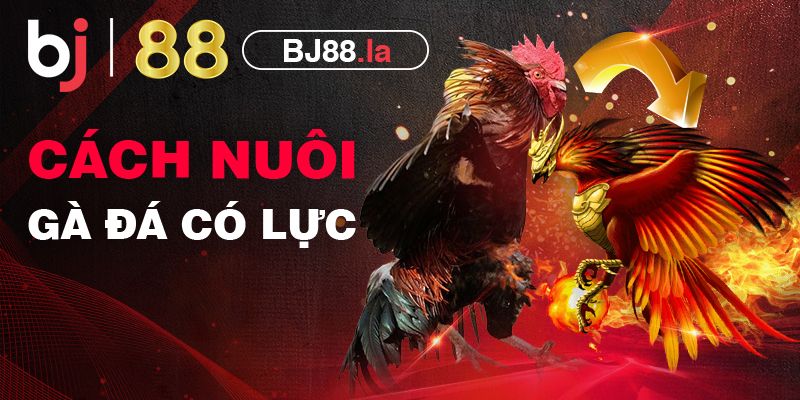 3 cách nuôi gà đá có lực và nguyên tắc được sư kê tiết lộ