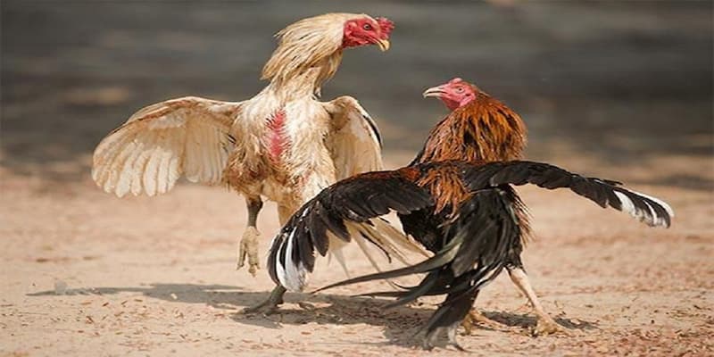 Phương pháp tập luyện trong cách nuôi gà đá cựa