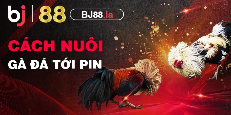 Các cách nuôi gà đá tới pin - Bí kíp nuôi gà hiệu quả BJ88