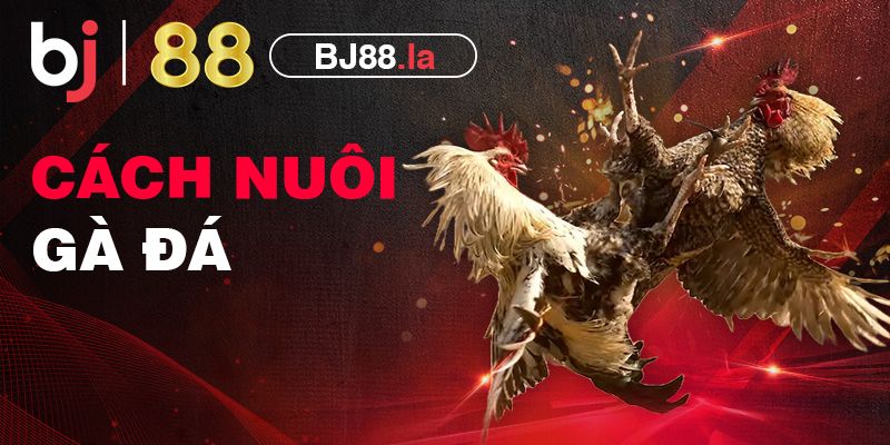 Bật mí cách nuôi gà đá chuẩn chỉ nhất cho các tân sư kê