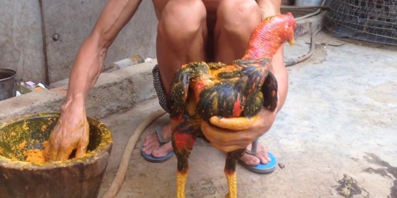 Chế độ chăm sóc cho gà đá