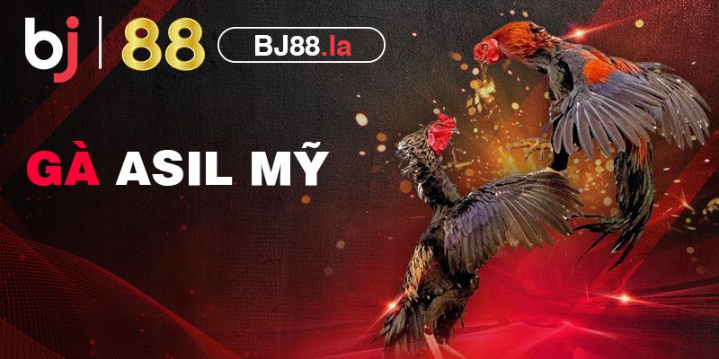 Giới thiệu gà Asil và phân tích 5 đặc điểm nổi bật nhất