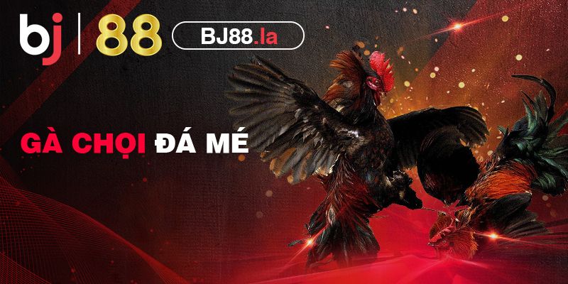 Gà chọi đá mé - Đặc điểm của lối chọi gà đánh bại mọi đối thủ