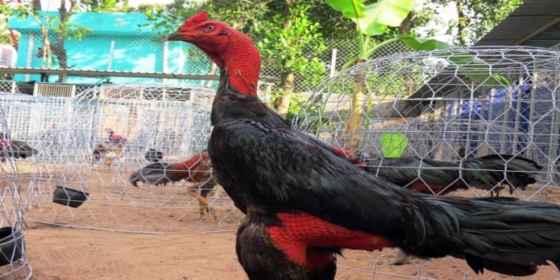 Chiến kê đá kiểu hầu kiềng