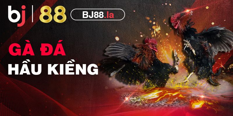 Gà đá hầu kiềng và những thông tin cơ bản về đá gà hầu