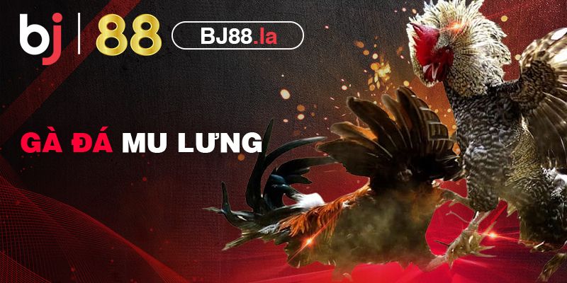 Tất tần tật về gà đá mu lưng và cách khắc chế cơ bản