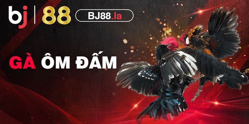 Gà ôm đấm là gì? Cách nhận biết đơn giản cho các sư kê