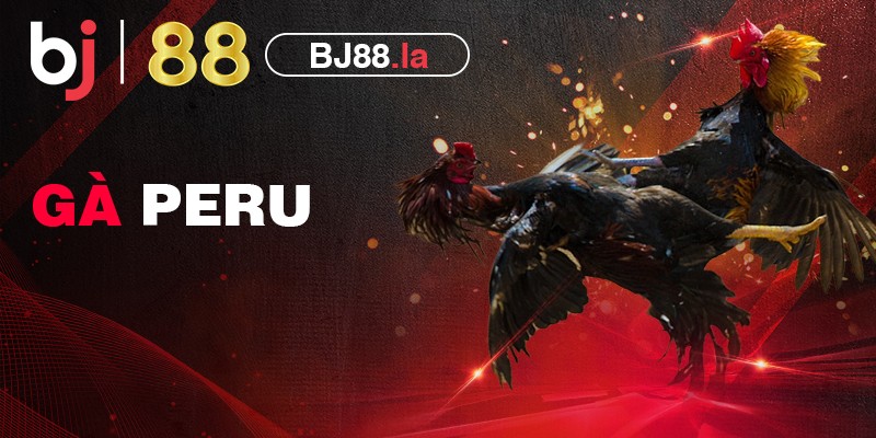 Gà Peru là gì? Các đặc điểm độc đáo của gà đá Peru