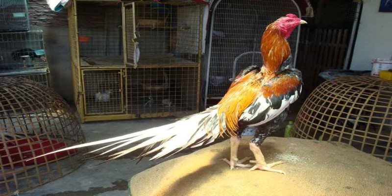 Các đặc điểm cần chú ý khi xem đuôi gà chiến