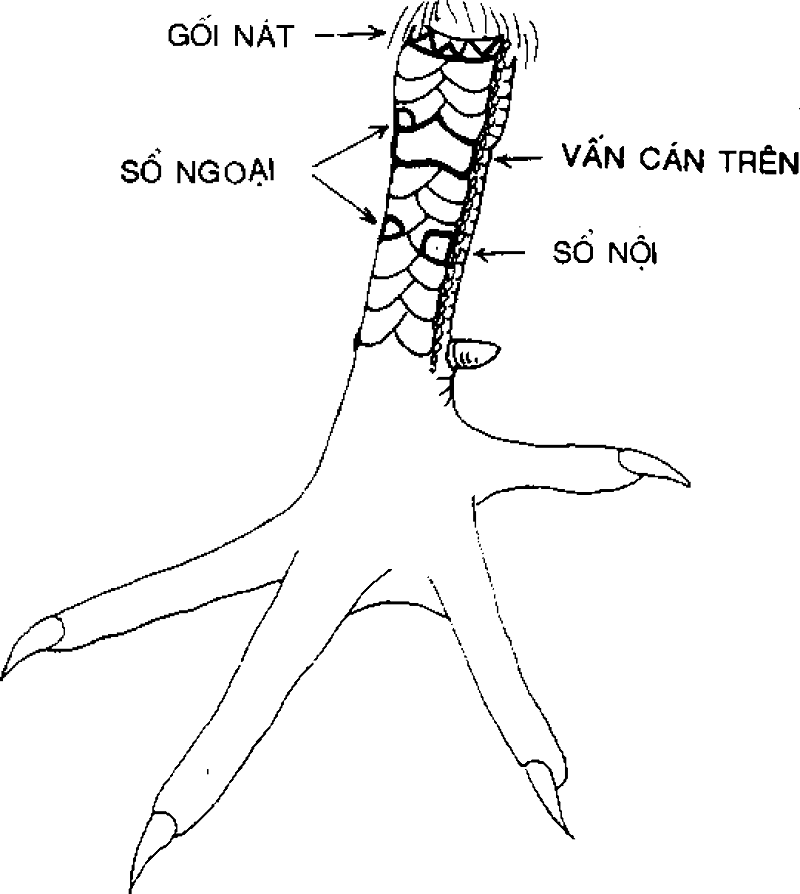 Hình ảnh vảy gà vấn cán