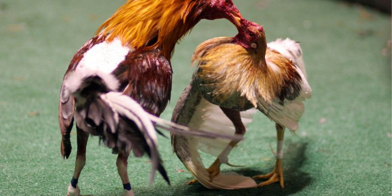 Tổng hợp thế gà đá đòn độc cực hiểm hạ gục nhanh
