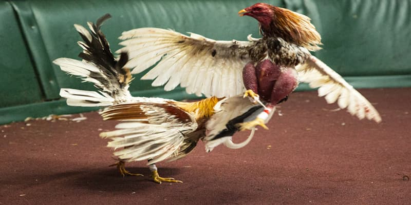 Dấu hiệu nhận biết chiến kê có vảy liên giáp