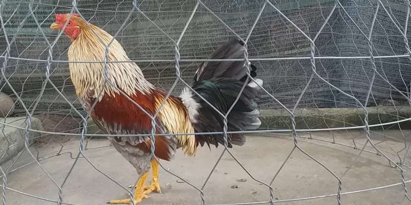 Chế độ chăm sóc gà bị bệnh tang sư kê cần biết