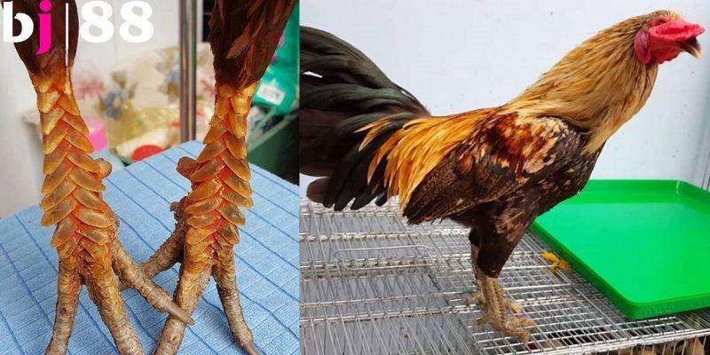 “Chiến thần” trong giới chọi kê mang tên gà vảy rồng