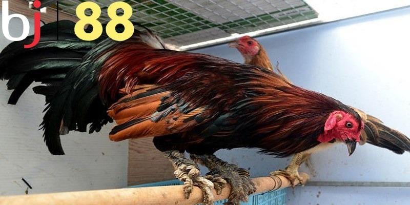 Giới thiệu nguồn gốc về giống gà vảy rồng đặc biệt