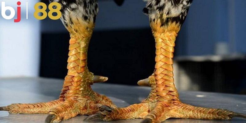 Cách lựa chọn gà chiến hiệu quả mà bạn không thể bỏ qua