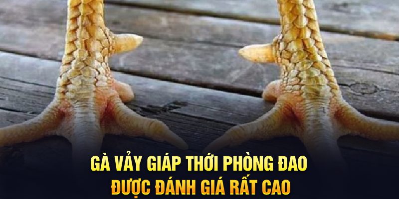Gà vảy giáp thới phòng đao được đánh giá rất cao
