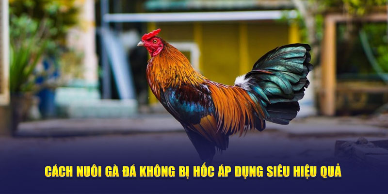 5+ Cách nuôi gà đá không bị hốc từ dân chuyên lâu năm