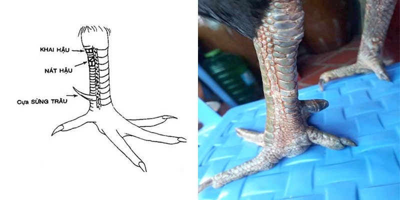 Cách lựa chọn giống có vảy gà khai hậu chuẩn