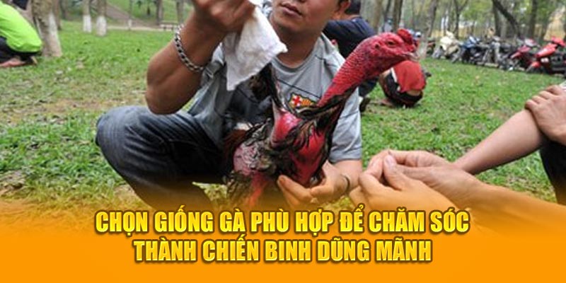 Chọn giống gà phù hợp để chăm sóc thành chiến binh dũng mãnh