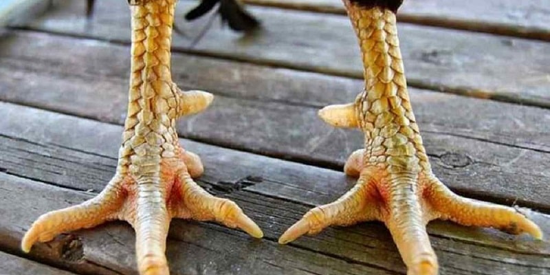 Giá trị thẩm mỹ khi sở hữu vảy gà xuyên đao
