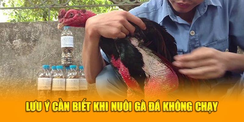 Lưu ý trong cách nuôi gà đá không chạy