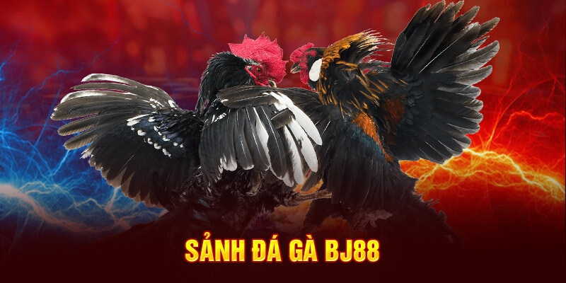 Quy tắc khi chơi đá gà tại BJ88