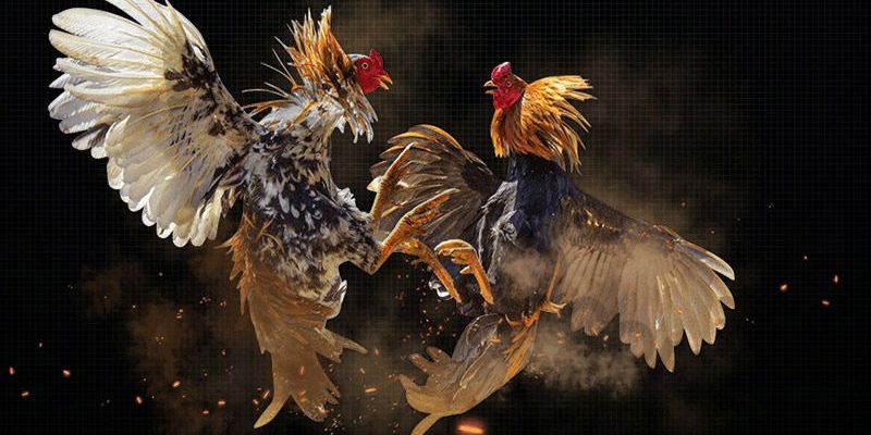 Thế mạnh của đá gà ICF