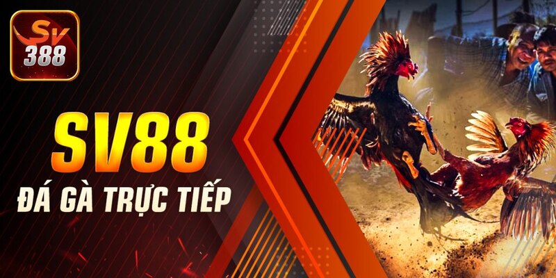 Hướng dẫn quy trình tham gia cá cược tại sảnh SV388