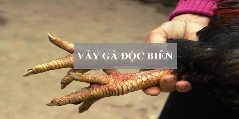 Vảy gà độc biên - Dấu hiệu của linh kê mạnh mẽ hiếm có